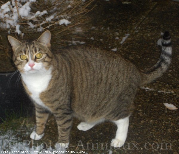 Photo de Chat domestique