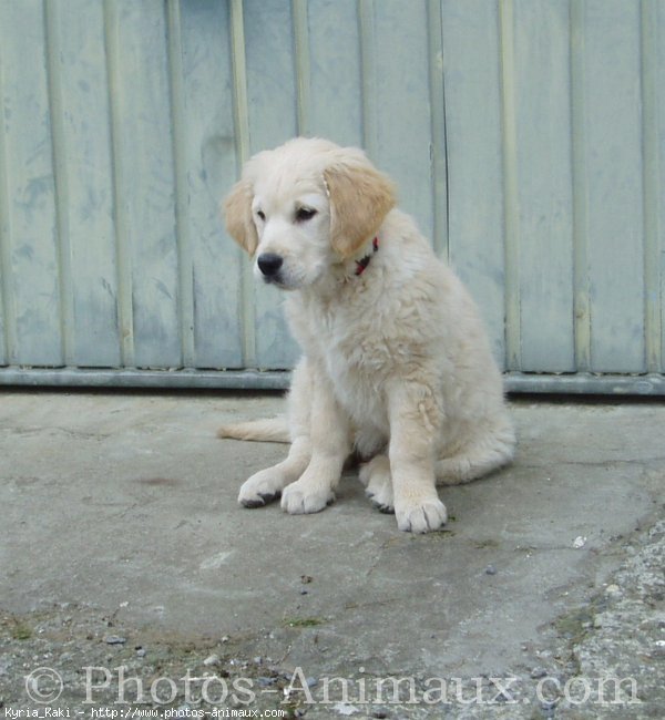 Photo de Golden retriever