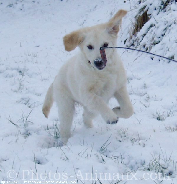 Photo de Golden retriever