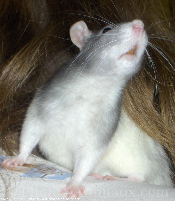 Photo de Rat