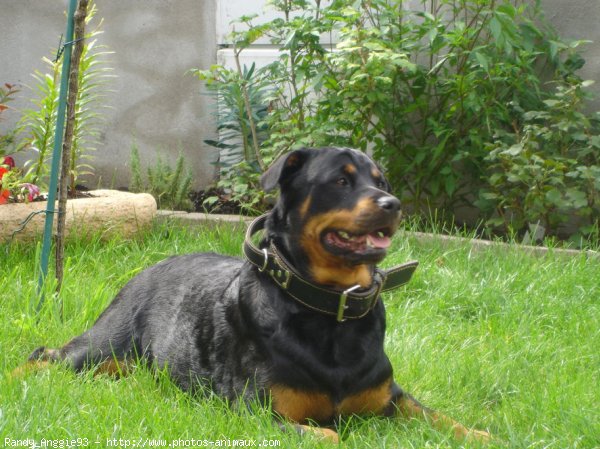 Photo de Rottweiler