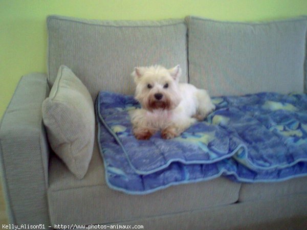 Photo de West highland white terrier