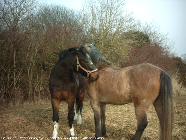 Photo de Poney franais de selle