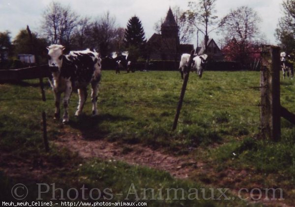 Photo de Vache