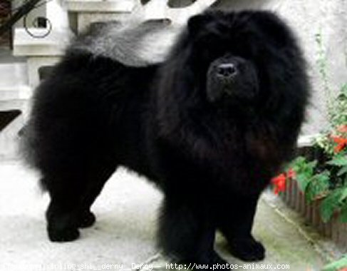 Photo de Chow chow