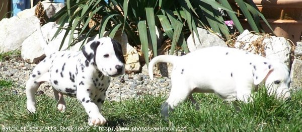 Photo de Dalmatien