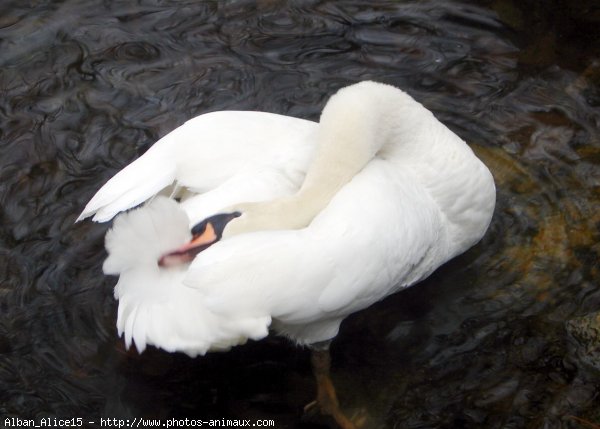 Photo de Cygne