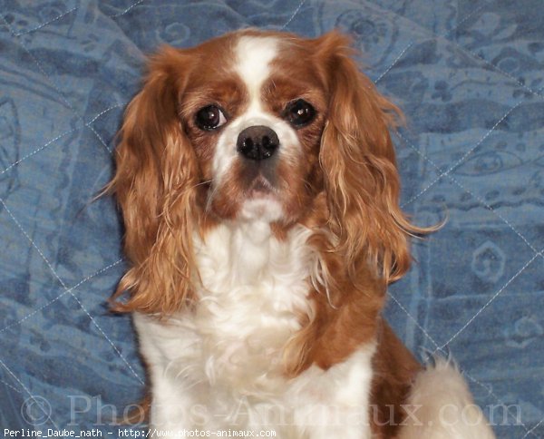 Photo de Cavalier king charles spaniel