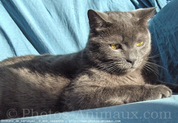 Photo de Chartreux