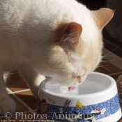 Photo de British shorthair