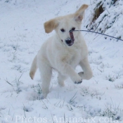 Photo de Golden retriever