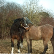 Photo de Poney franais de selle