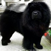 Photo de Chow chow