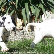 Photo de Dalmatien