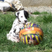 Photo de Dalmatien