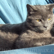 Photo de Chartreux