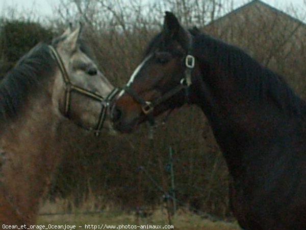 Photo de Poney franais de selle