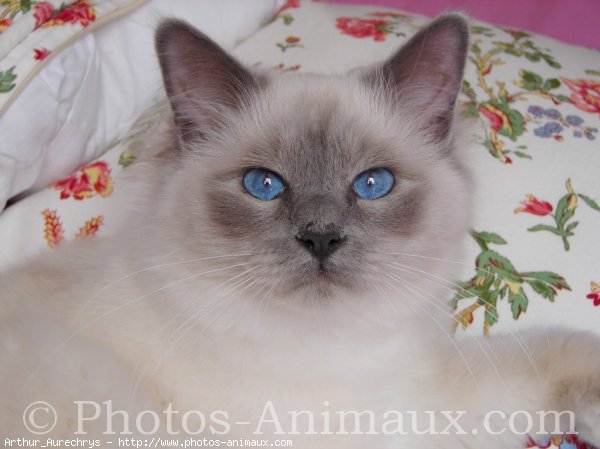 Photo de Sacr de birmanie