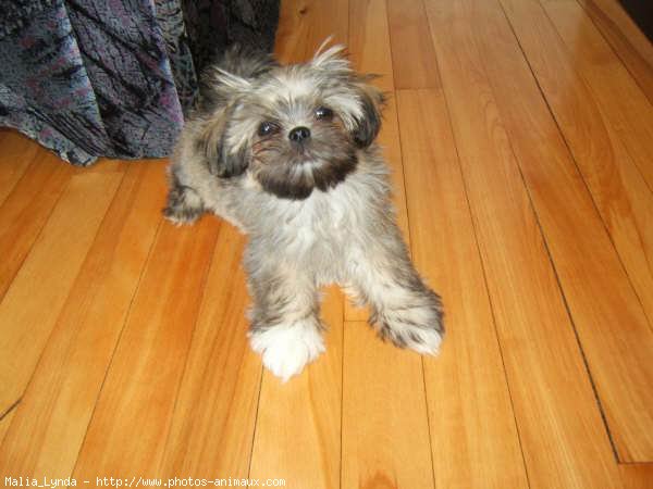 Photo de Shih tzu