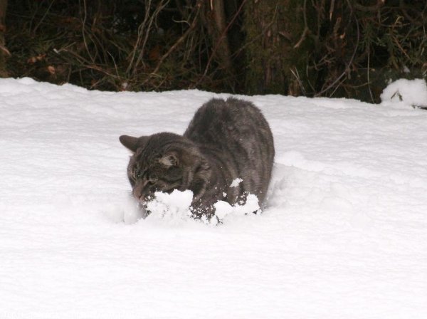 Photo de Chat domestique