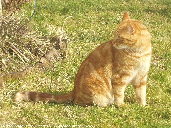 Photo de Chat domestique