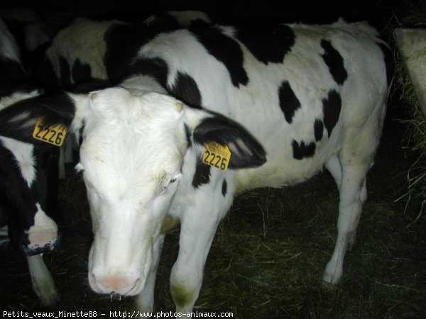 Photo de Vache