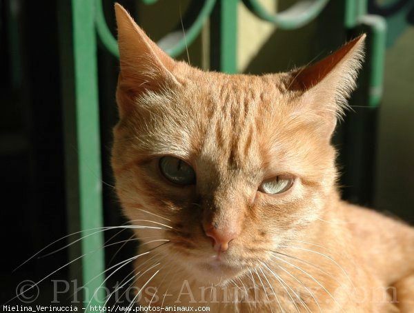 Photo de Chat domestique