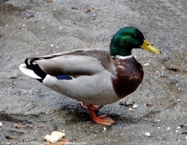 Photo de Canard