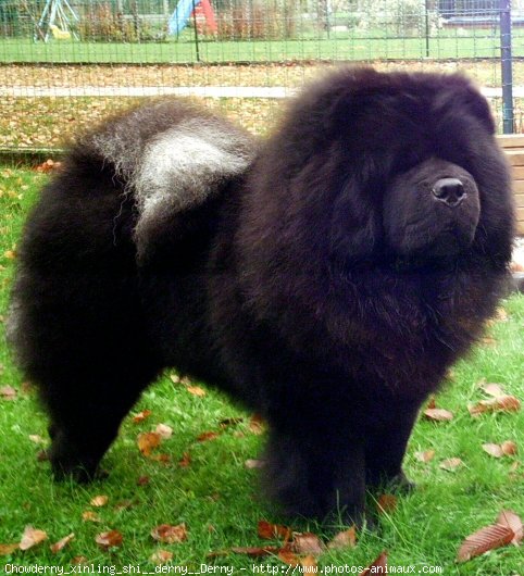 Photo de Chow chow