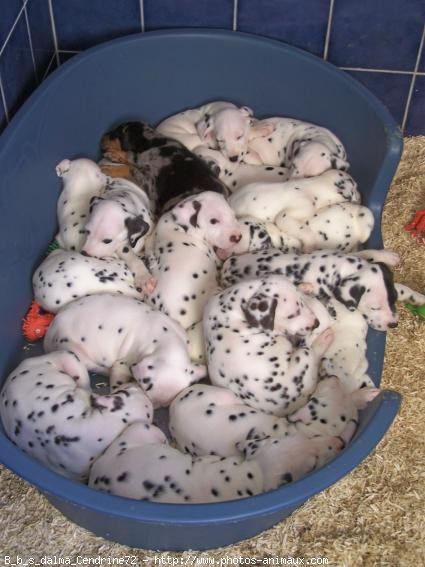 Photo de Dalmatien