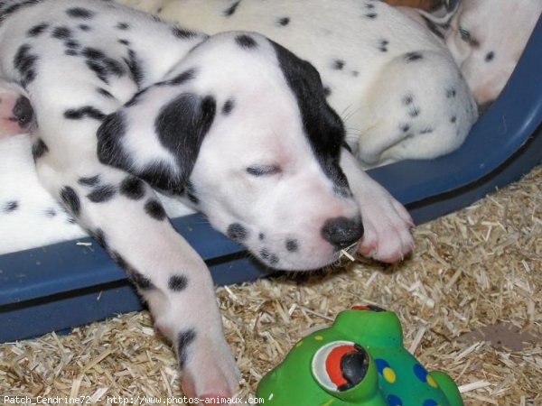 Photo de Dalmatien