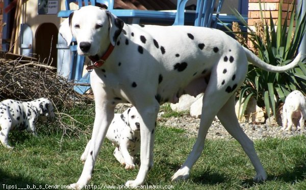 Photo de Dalmatien