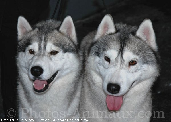 Photo de Husky siberien