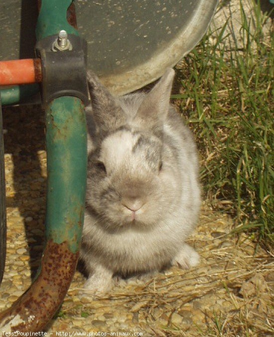 Photo de Lapin