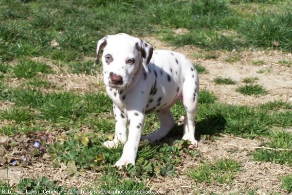 Photo de Dalmatien