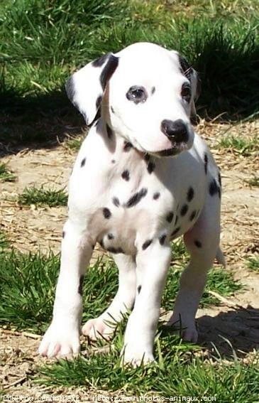 Photo de Dalmatien