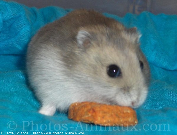 Photo de Hamster