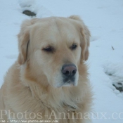 Photo de Golden retriever