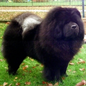 Photo de Chow chow