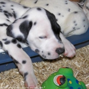 Photo de Dalmatien