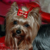 Photo de Yorkshire terrier