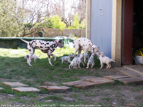 Photo de Dalmatien