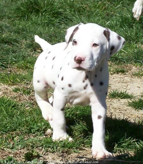 Photo de Dalmatien