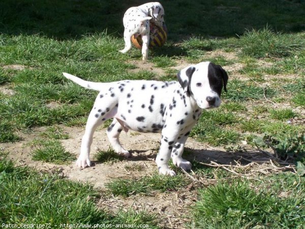 Photo de Dalmatien