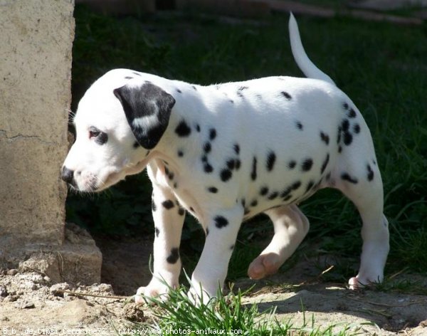 Photo de Dalmatien