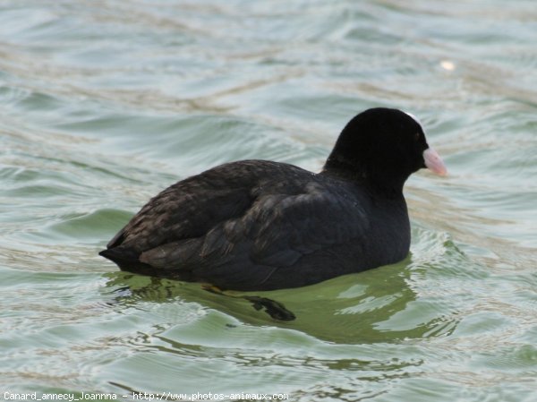 Photo de Canard