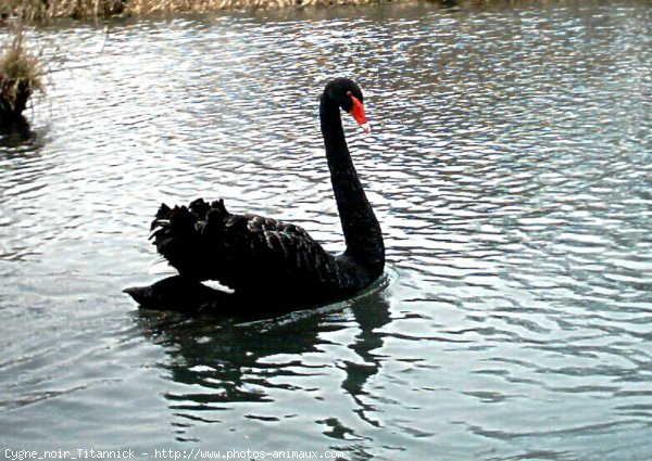 Photo de Cygne