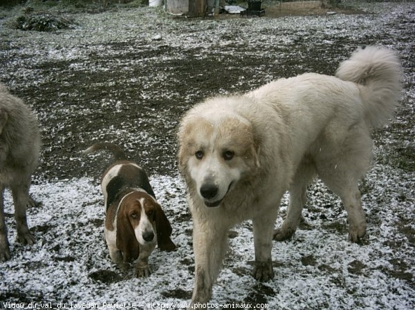 Photo de Basset hound