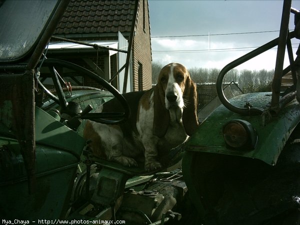 Photo de Basset hound