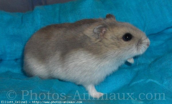 Photo de Hamster